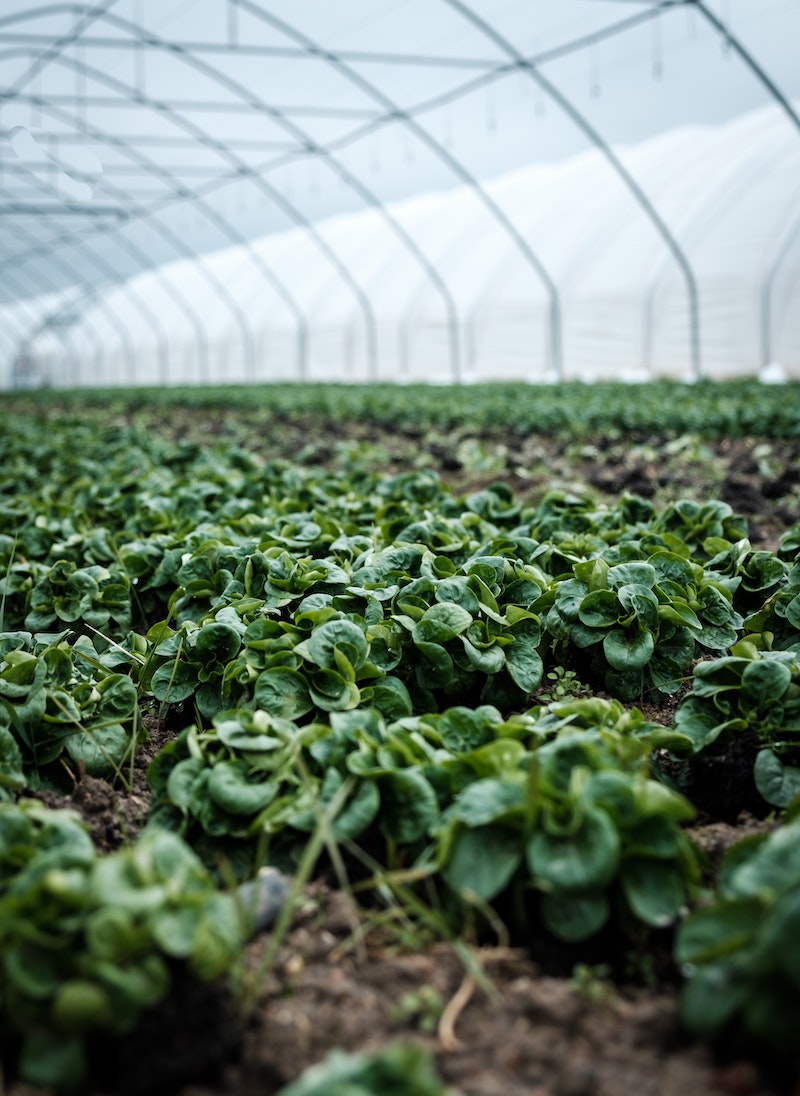 Crop growing in a greenhouse