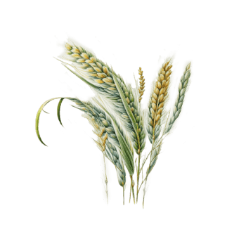 Illustration of Barley