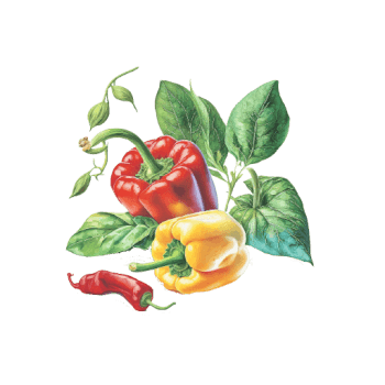 Illustration of Capsicum