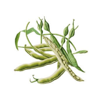 Illustration of Green Beans