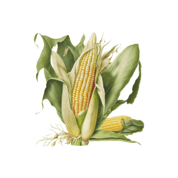 Illustration of Maize