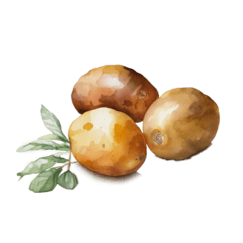 Illustration of Potato