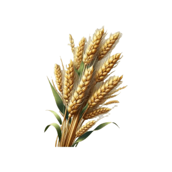 Illustration of Wheat